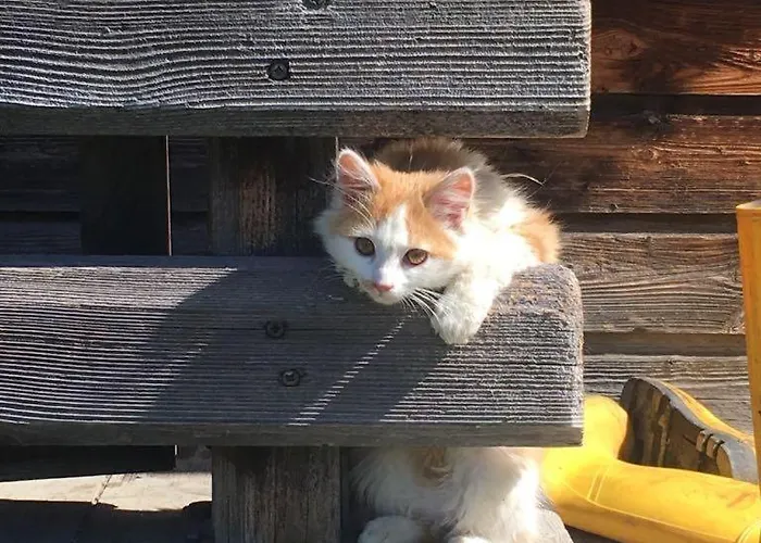 Willms Am Gaisberg * كيرشبرغ ان تيرول