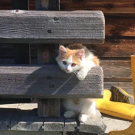 Willms Am Gaisberg * Kirchberg en Tyrol