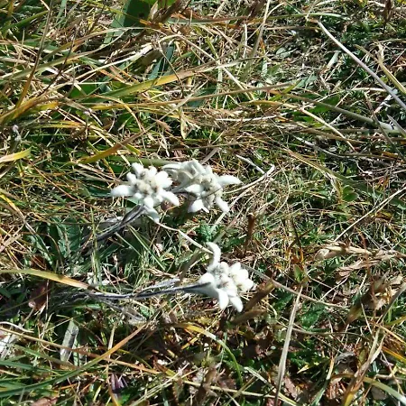 Willms Am Gaisberg 公寓 蒂罗尔-基希贝格